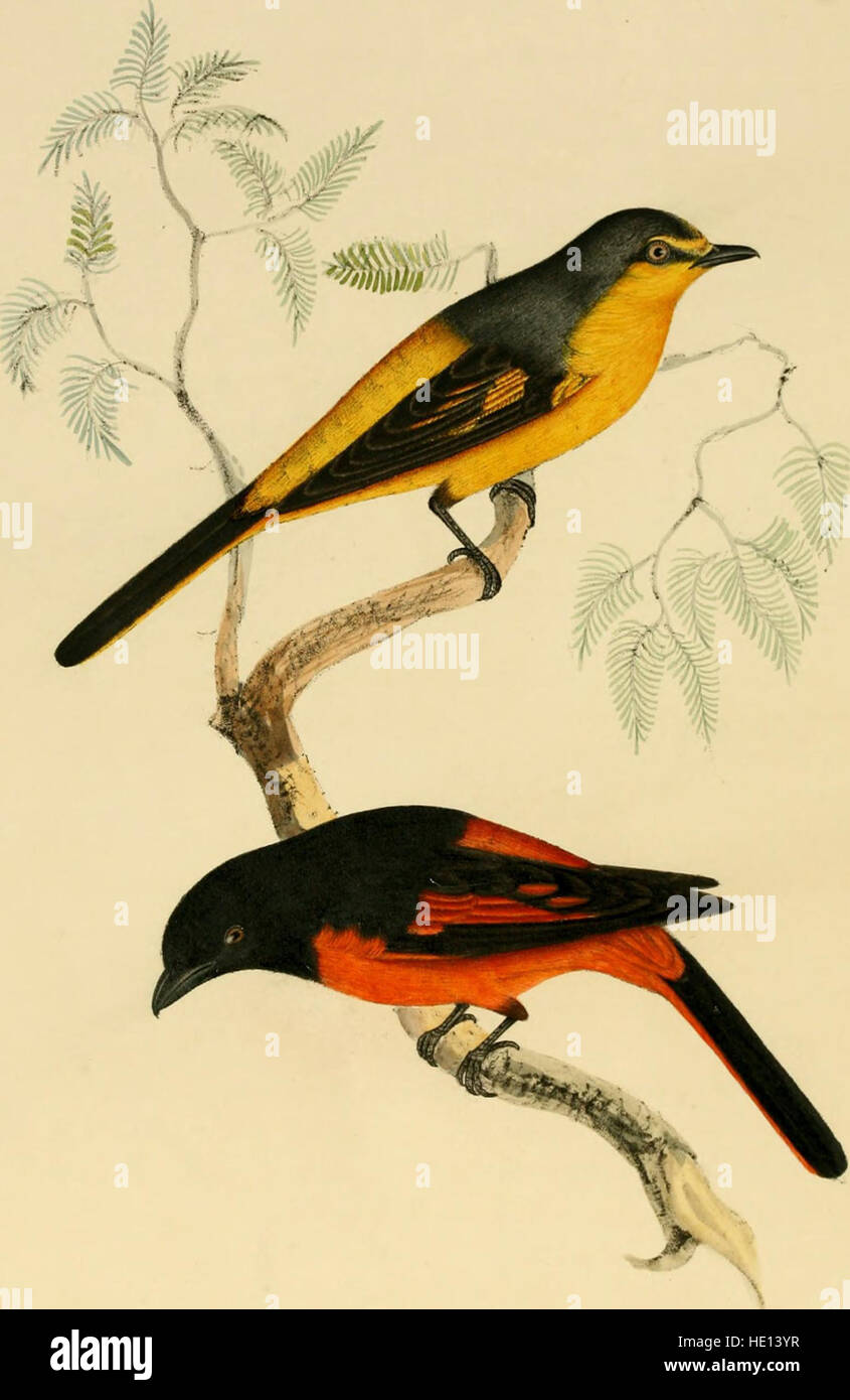 Illustrations of Indian ornithology - containing fifty figures of new, unfigured and interesting species of birds, chiefly from the south of India (1847) Stock Photo