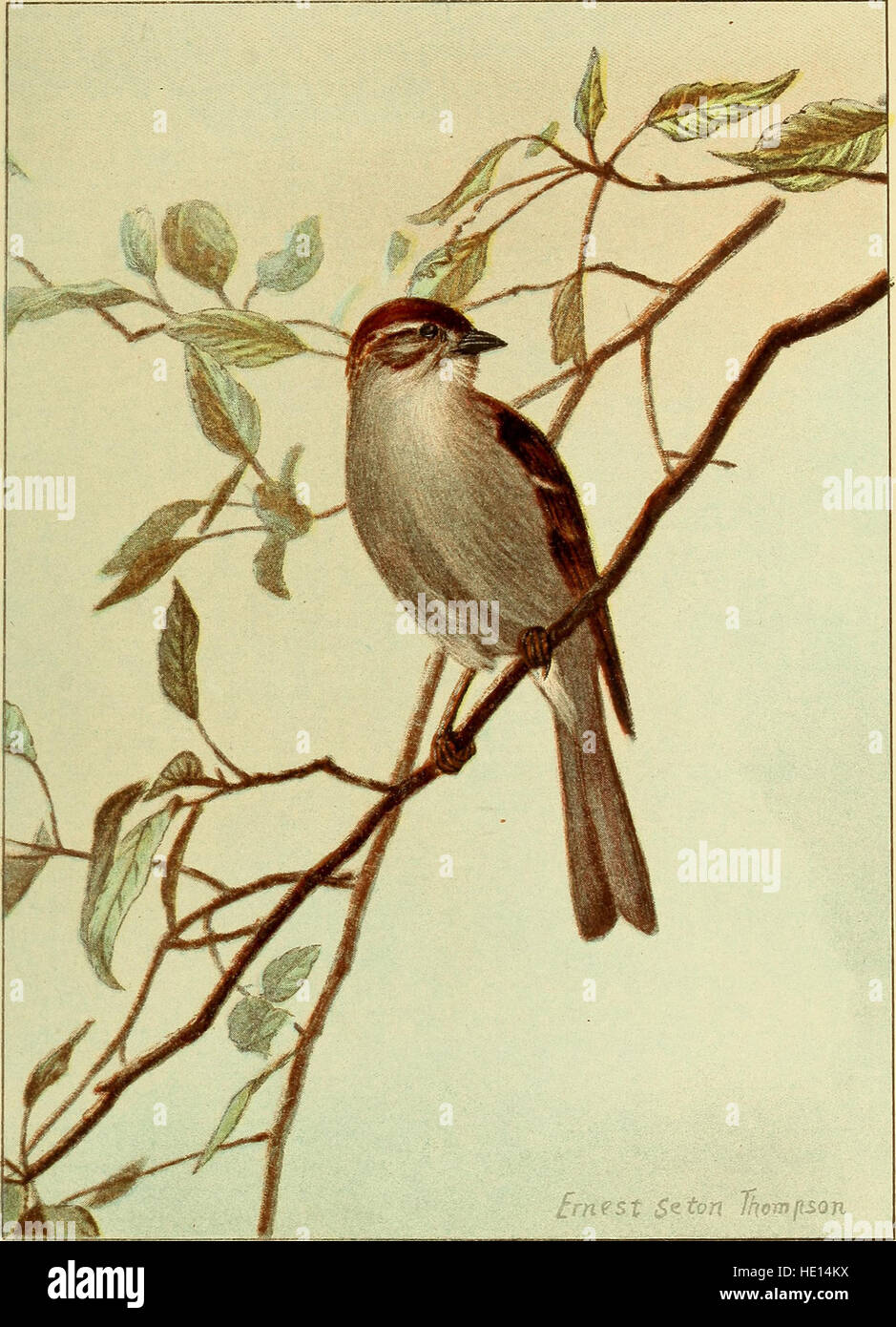 This 1898 guide offers a comprehensive overview of common bird species ...