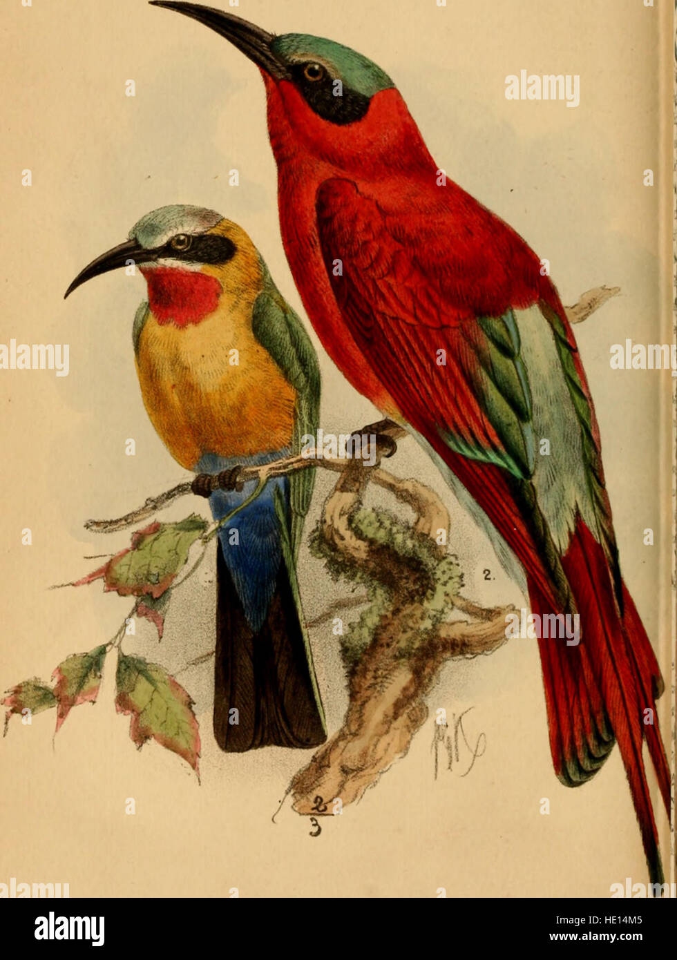 This work provides a comprehensive overview of the bird species found ...