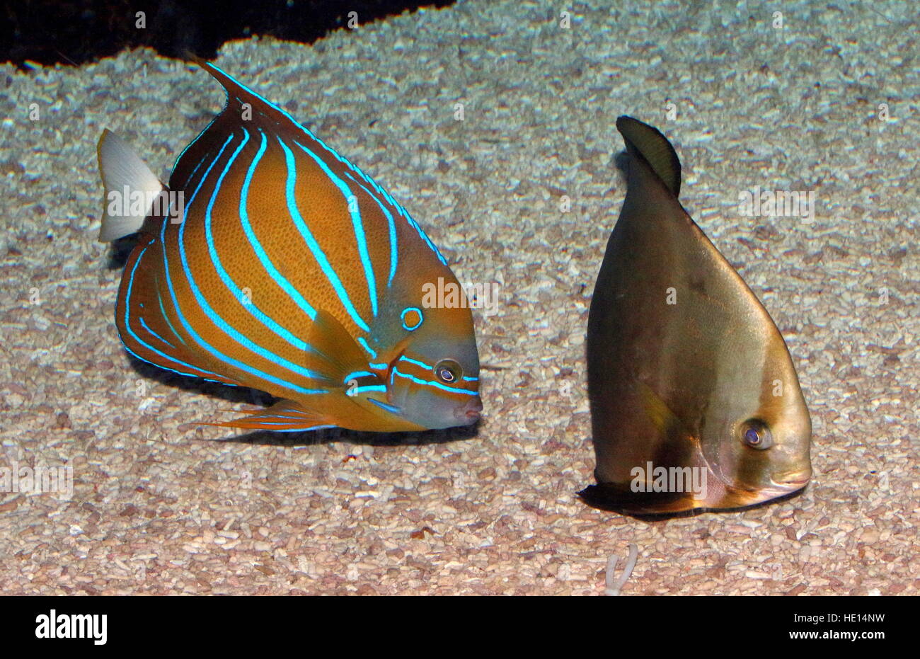 Indo-Pacific Blue ring Angelfish (Pomacanthus annularis) together with an orbicular batfish (Platax orbicularis) Stock Photo