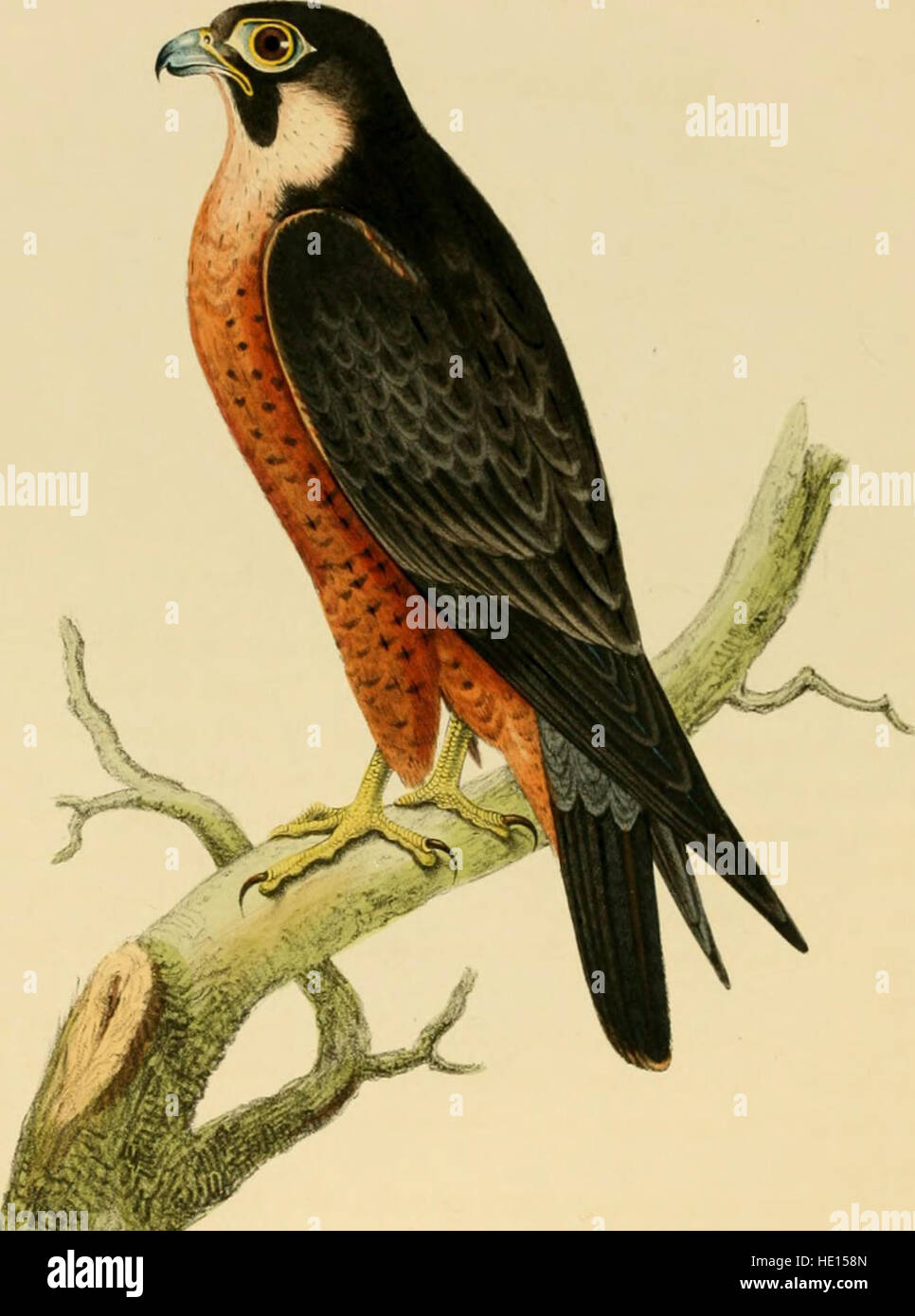 Illustrations of Indian ornithology - containing fifty figures of new, unfigured and interesting species of birds, chiefly from the south of India (1847) Stock Photo