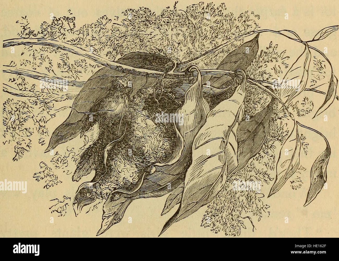 Four feet, wings, and fins (1879 Stock Photo Alamy