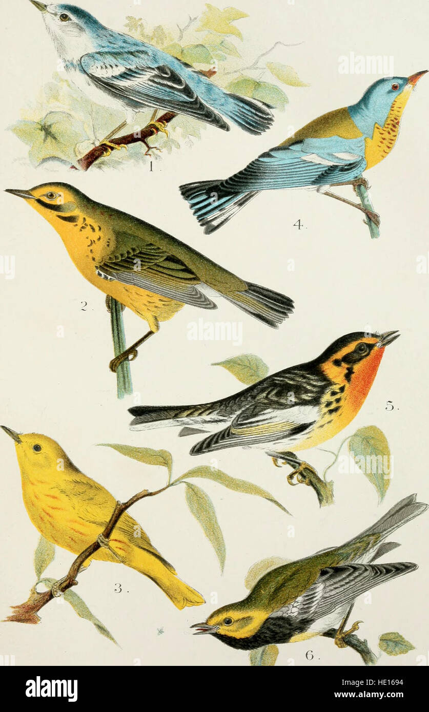 This 1903 handbook offers an accessible guide to the bird species of ...