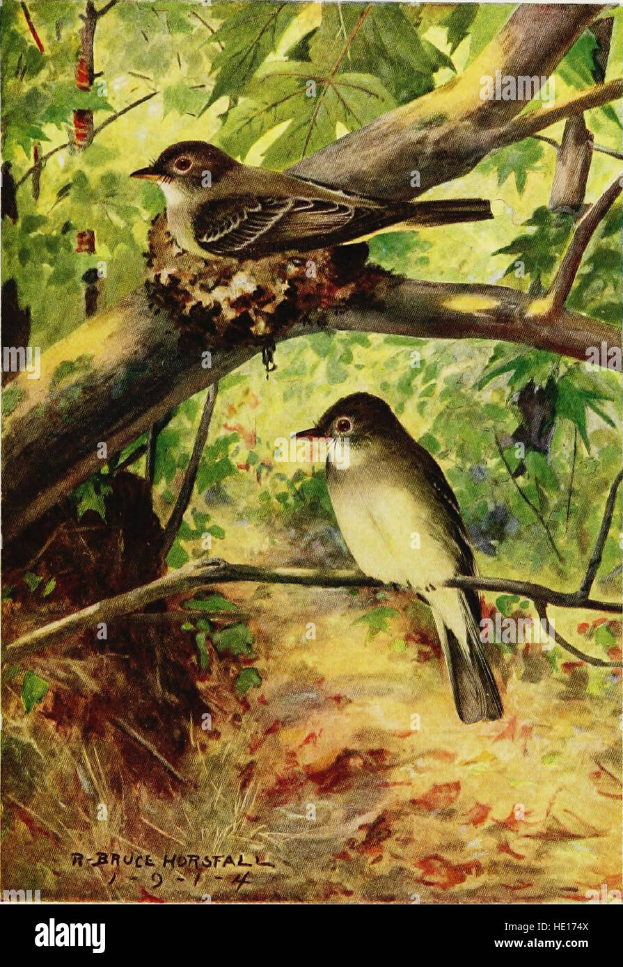 *A Year with the Birds* (1917) is an early 20th-century work exploring ...