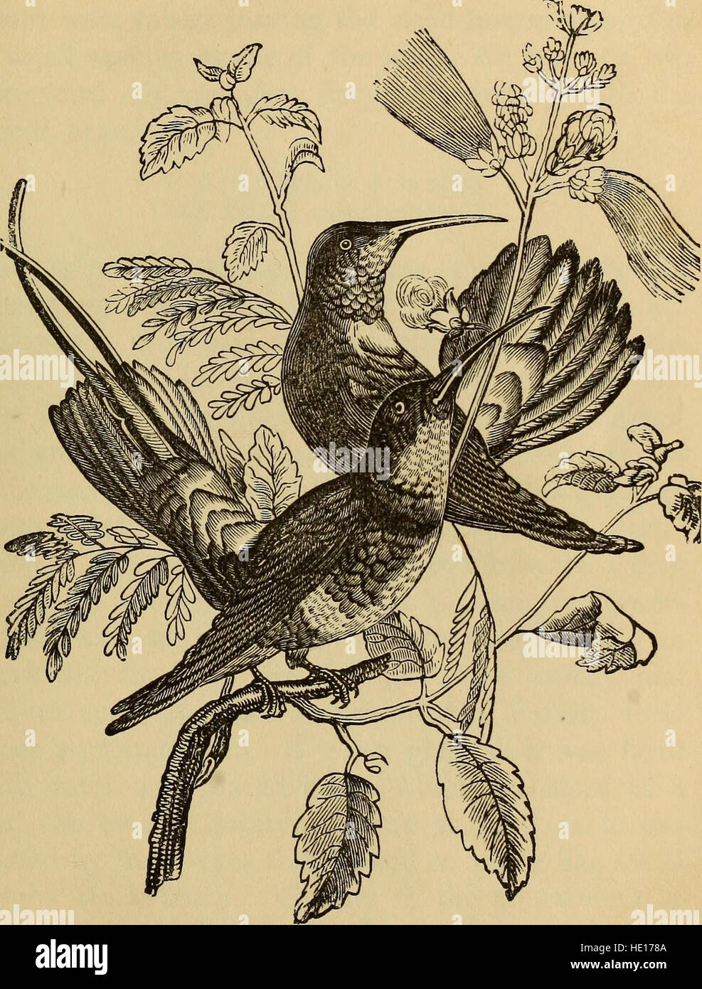 Four feet, wings, and fins (1879 Stock Photo Alamy