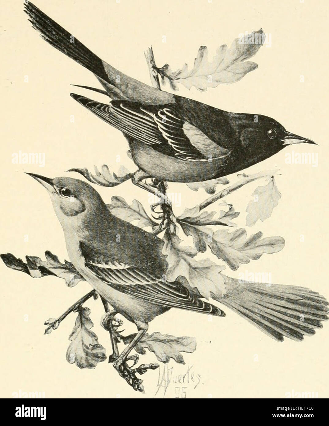Citizen bird- scenes from bird-life in plain English for beginners (1897) Stock Photo