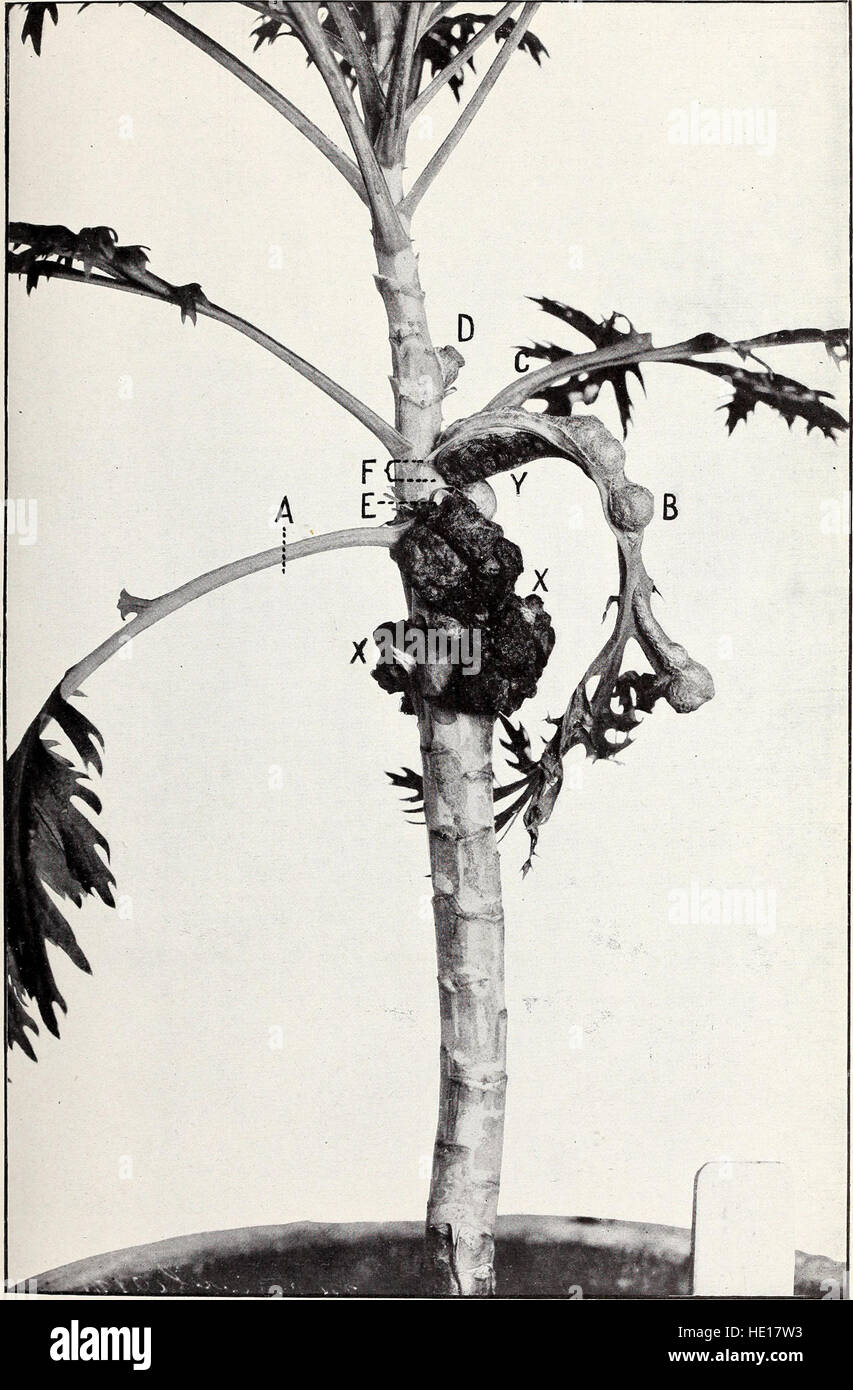 Published in 1912, 'The Structure and Development of Crown Gall ...