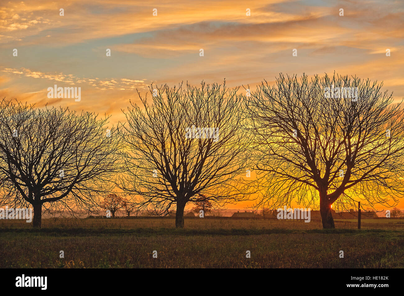 Sunrise and silhouettes of Horse Chestnut trees in a winter landscape Stock Photo