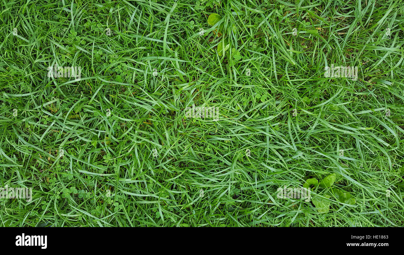 water droplets on wet grass and clover Stock Photo
