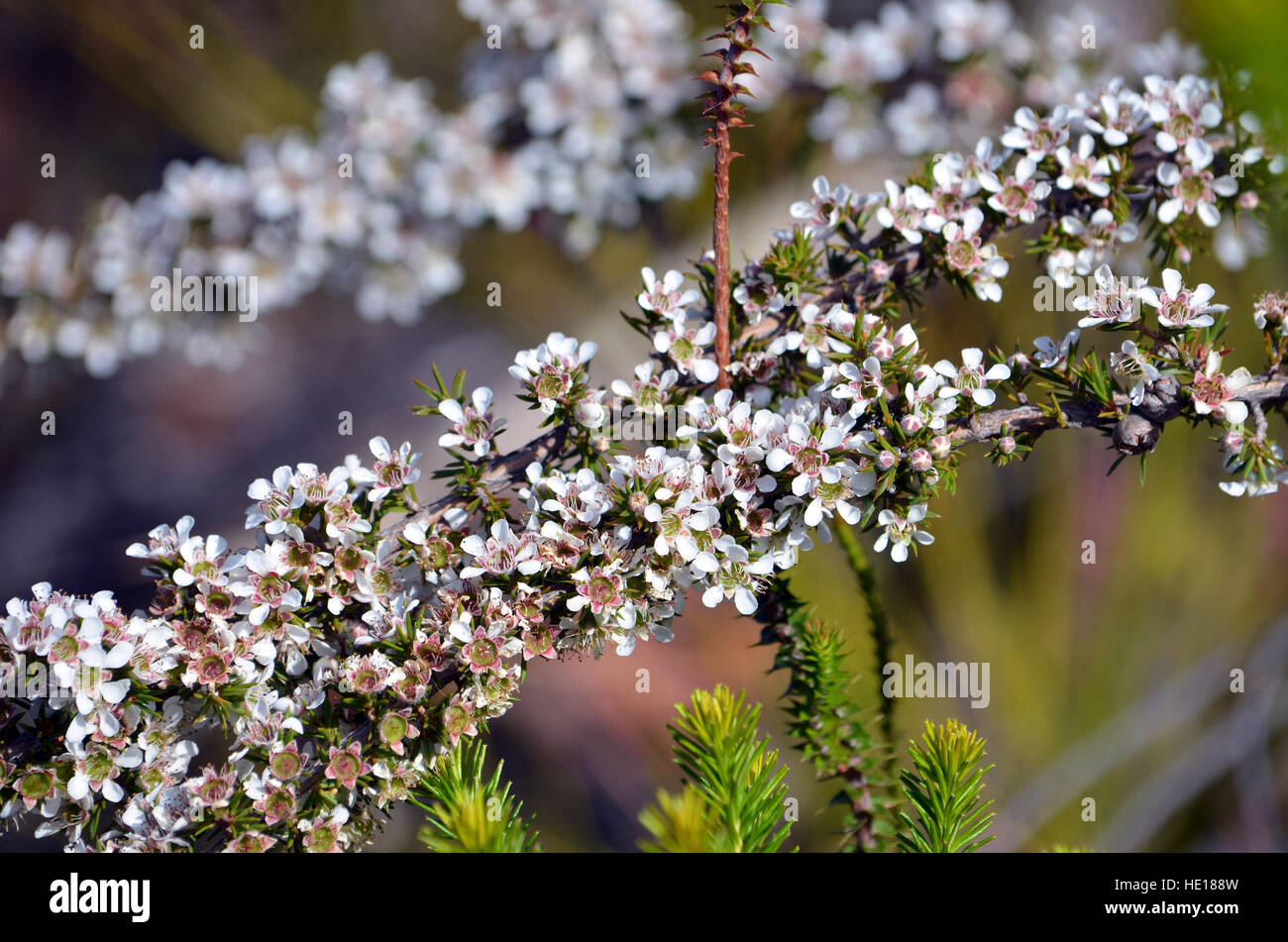 Australian white Tea Tree flowers, Leptospermum arachnoides, Royal