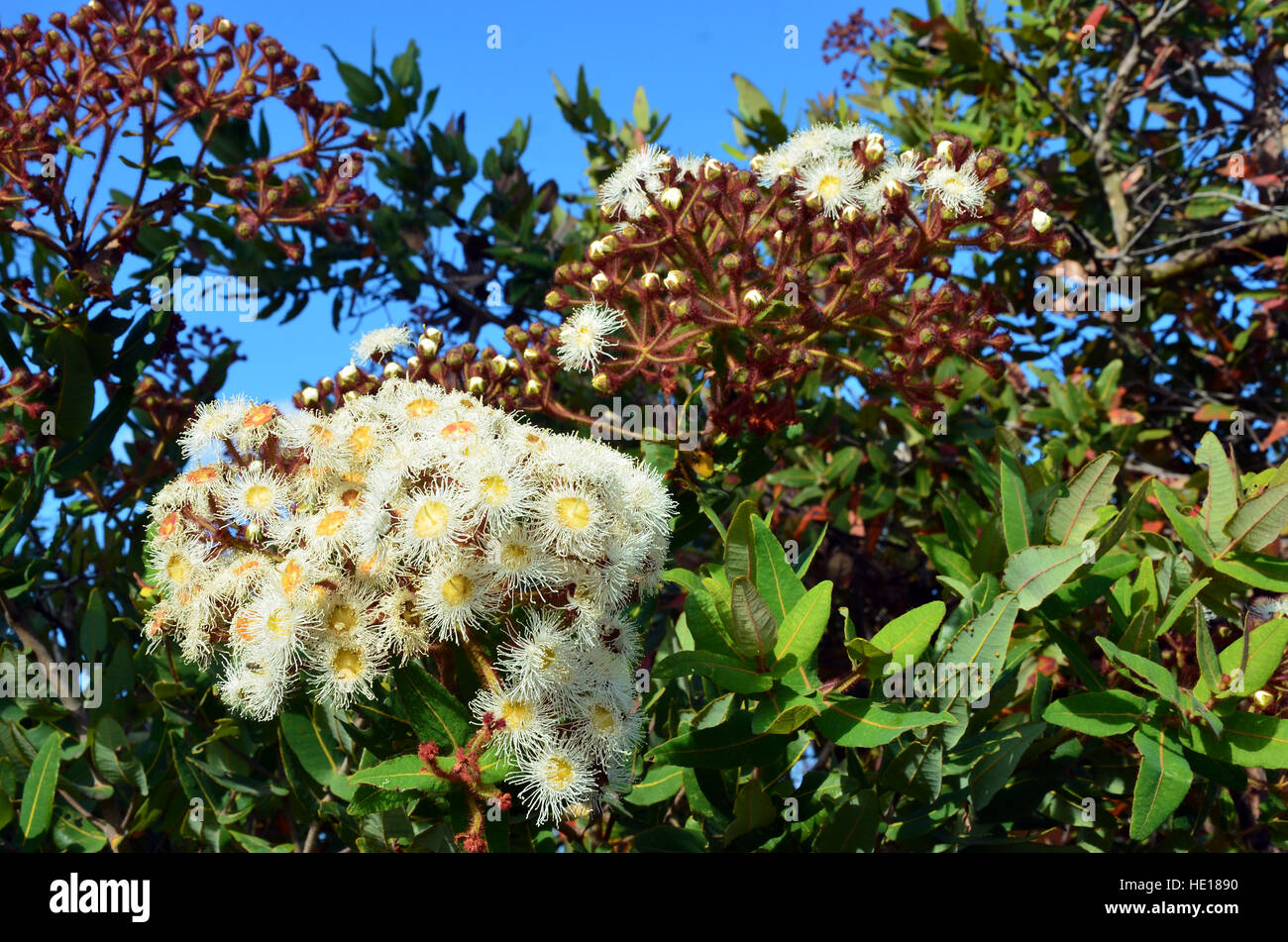 Cluster of white and yellow gumtree (Angophora hispida) flowers and buds in the Royal National Park, Sydney, Australia Stock Photo