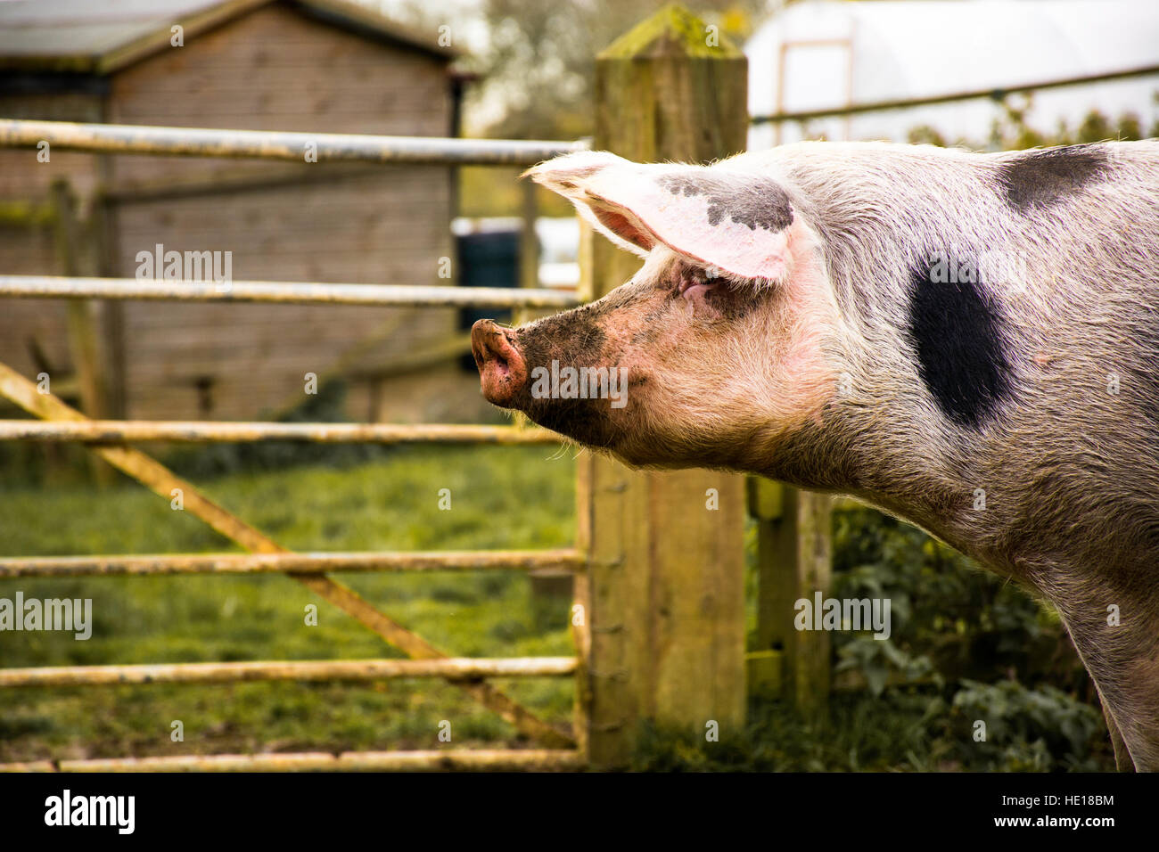 an adult female pig Stock Photo