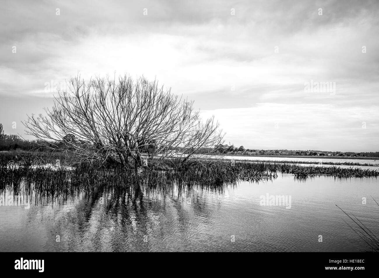 Partially submerged tree and water grasses in a rain-swollen lake. Black-and-white. B&W Stock Photo