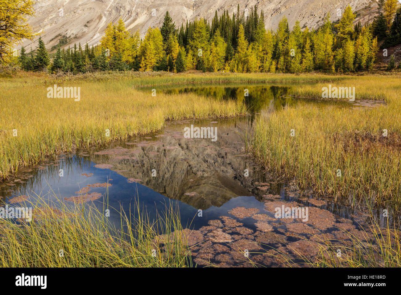 Fossil mountain is reflected in an alpine tarn in the Skoki wilderness area of Banff National Park Alberta Canada Stock Photo