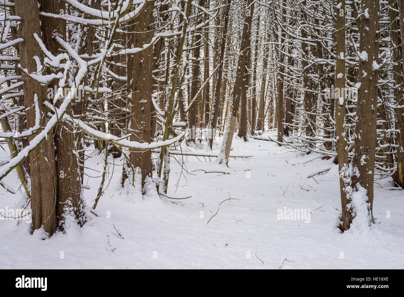 Snow Covers a Forest of Deciduous Trees. Stock Photo