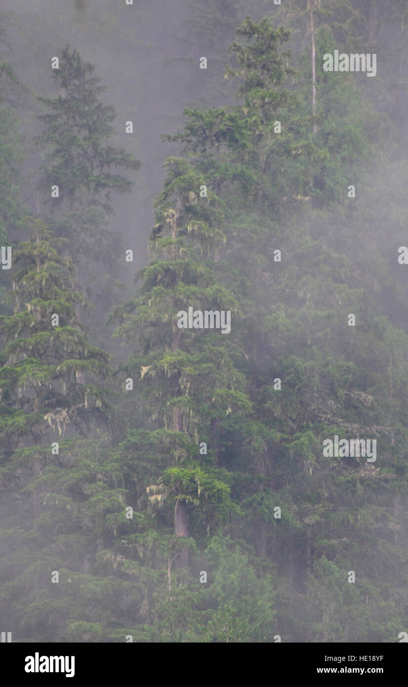 Old growth western hemlock trees shrouded in Fog, North Cascades National Park, Washington, USA Stock Photo