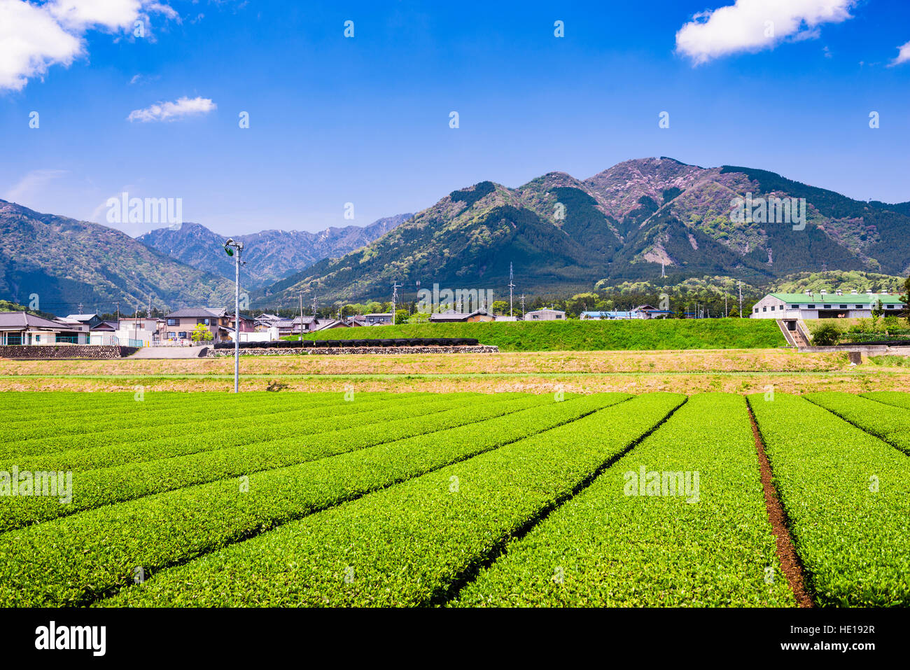 Tea plantation landscape in Yokkaichi, Japan. Stock Photo