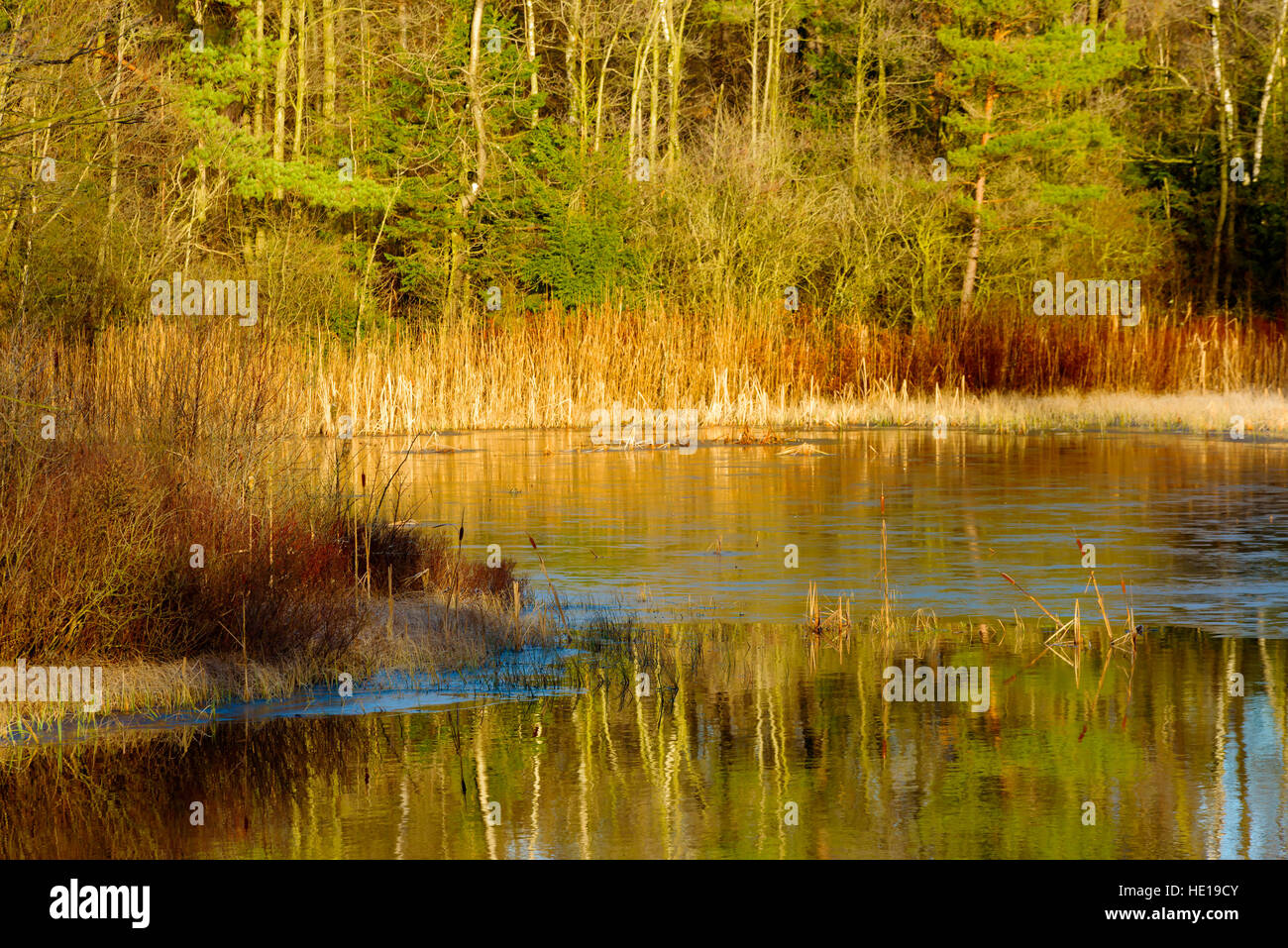 Small forest lake freezing for the first time in winter. Thin crust of ice forming. Stock Photo