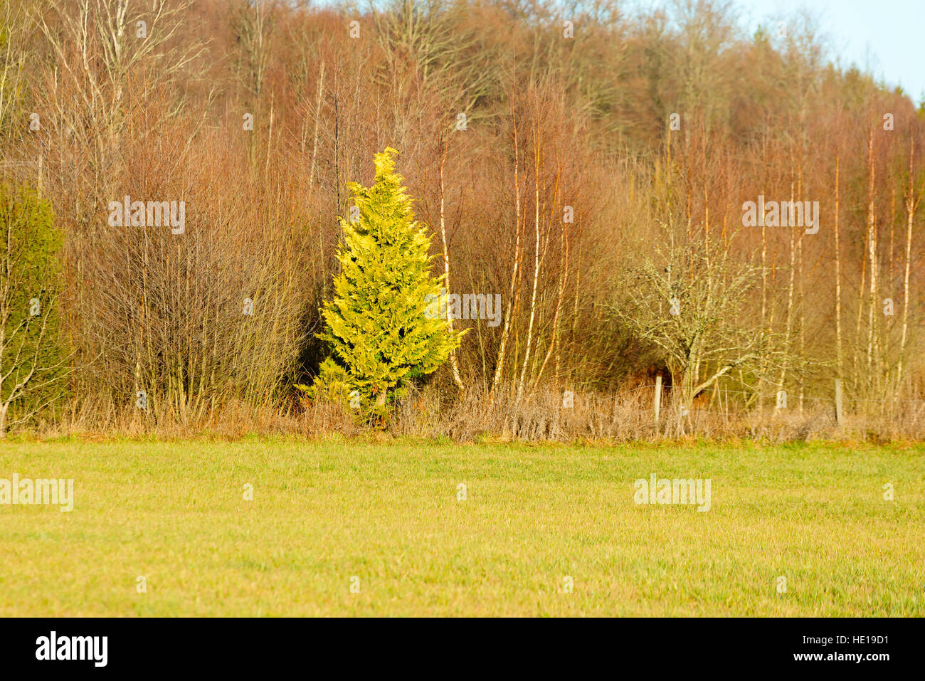 Thuja tree cultivar clearly visible among other trees in the outskirts of the forest. Stock Photo
