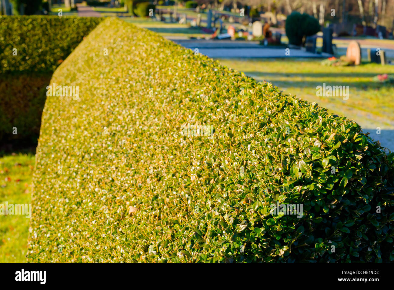 Evergreen common box (Buxus sempervirens) at cemetery. Here used as an ornamental hedge. Shallow focus and blur in distance. Stock Photo