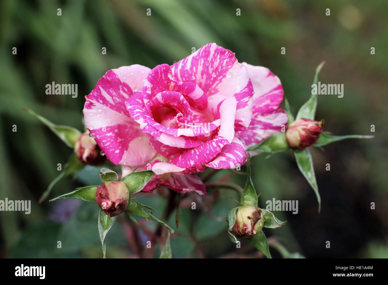 Candy stripe hi-res stock photography and images - Alamy