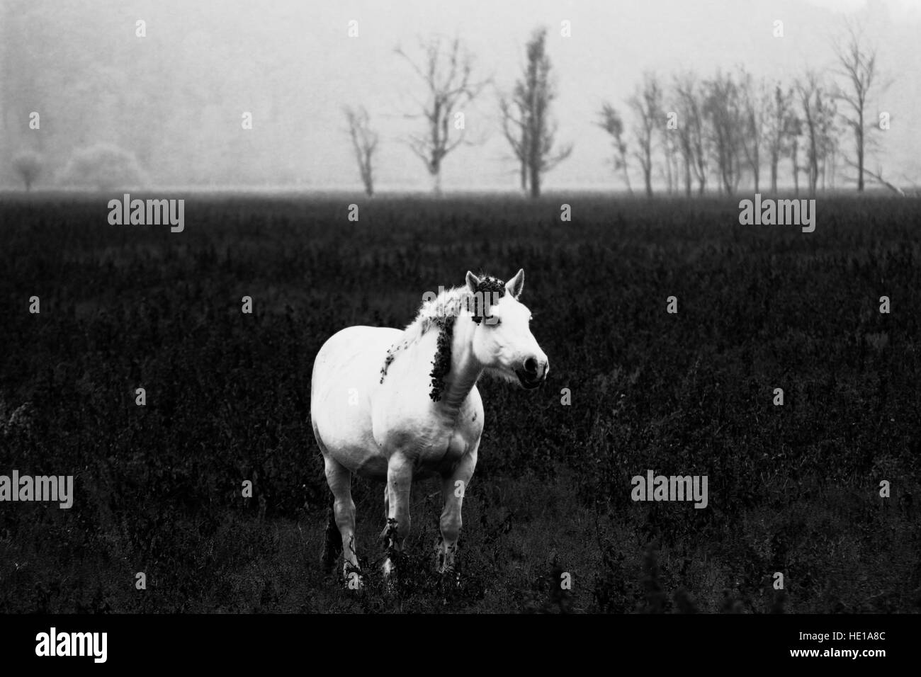White horse in black and white landscape. Moody atmosphere Stock Photo