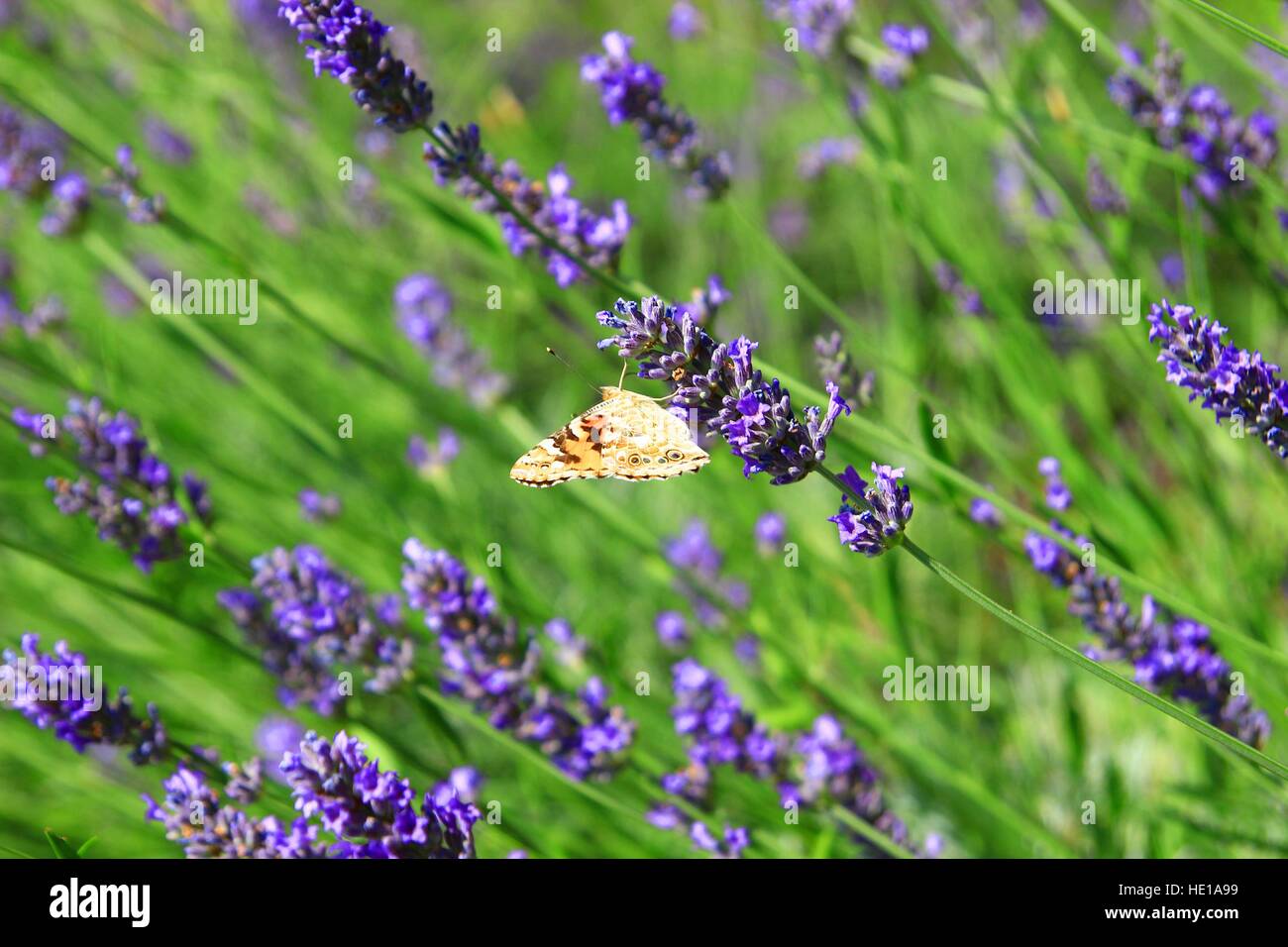 Beautiful lavender flowers with butterfly Stock Photo - Alamy, image size:1300x956