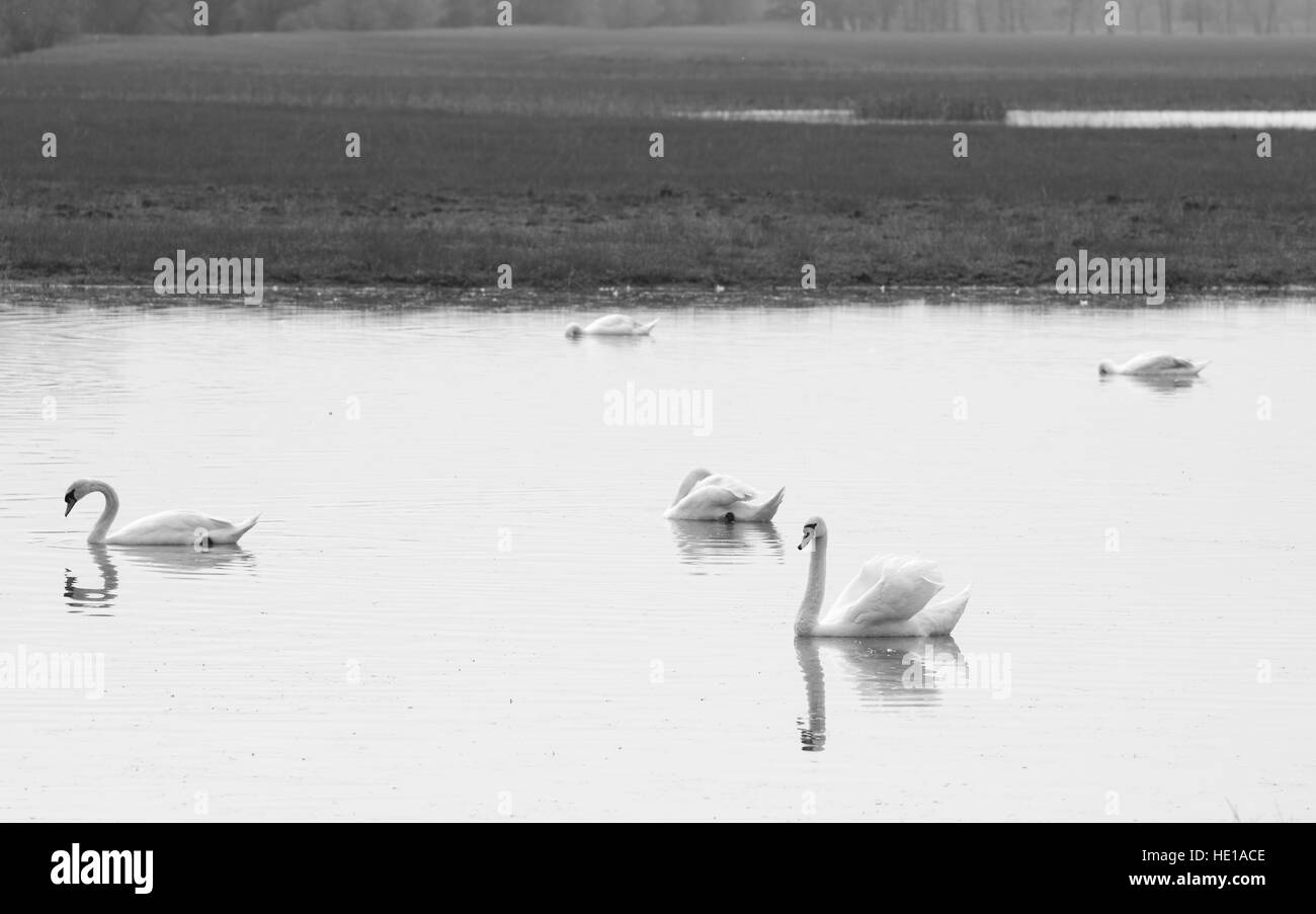 Swans on the lake in Nature park Lonjsko polje in Croatia Stock Photo