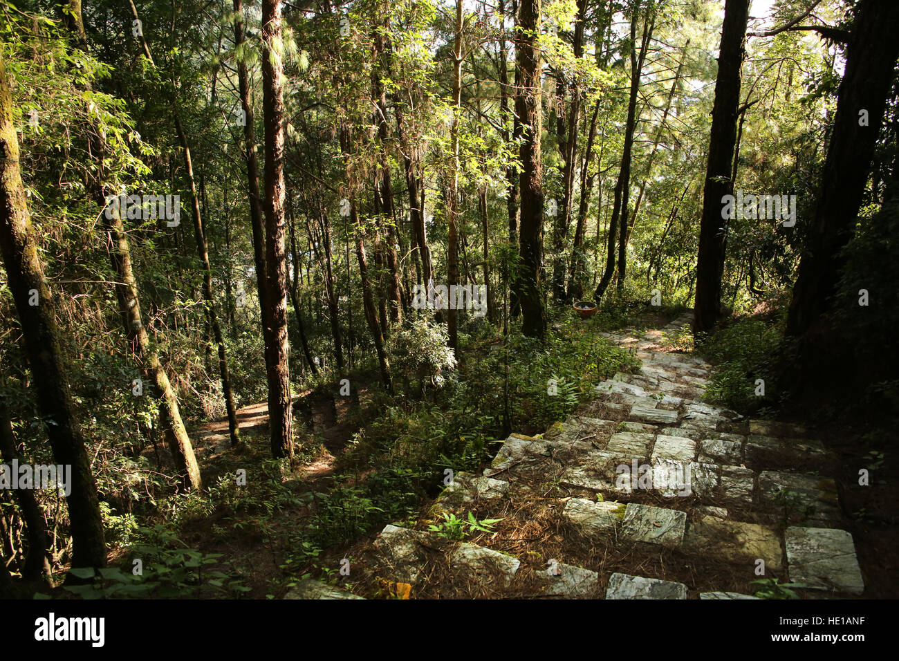 Path or trail leading into the forest or jungle, Shivapuri Nagarjun National park, Kathmandu, Nepal. Stock Photo