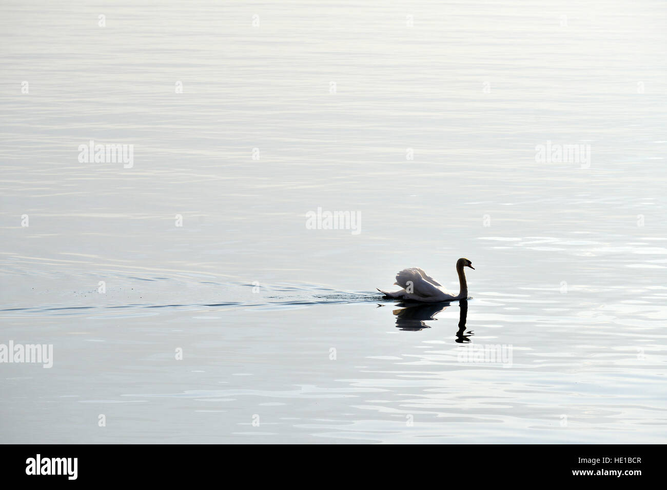 Lonely swan swimming in Geneva Lake of Montreux Stock Photo