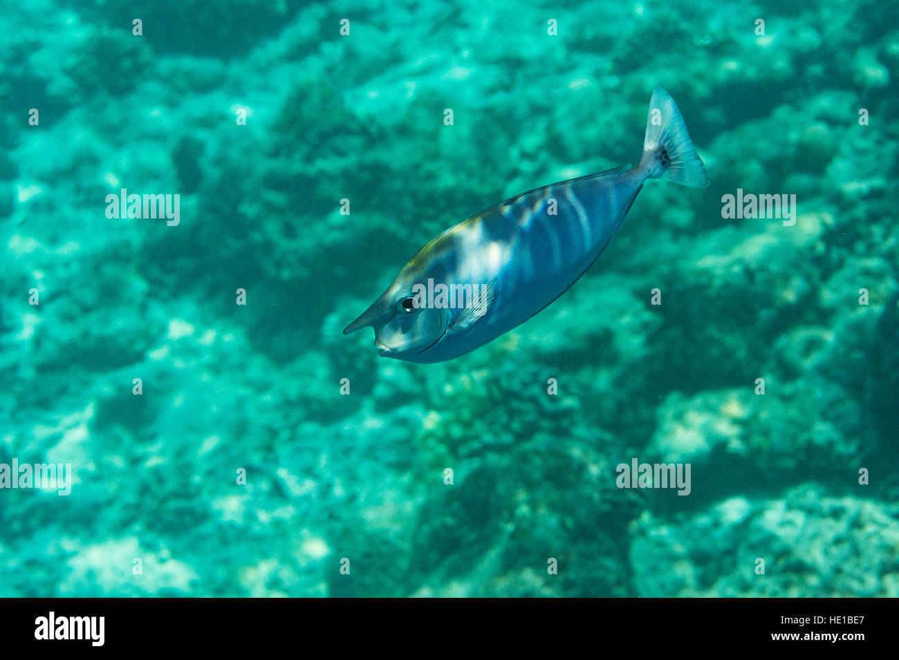 Unicornfsh in the Maldives Stock Photo