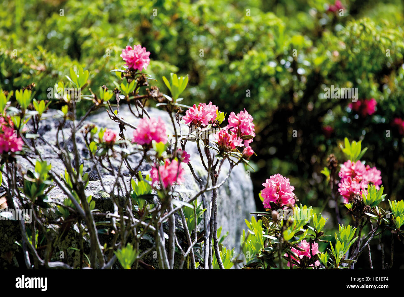 Hairy Alpine Rose (Rhododendron hirsutum), Kaunertal Valley, Tyrol, Austria, Europe Stock Photo