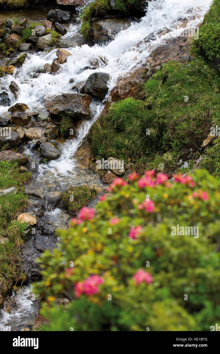 Hairy Alpine Rose (Rhododendron hirsutum), waterfall in the back, Kaunertal Valley, Tyrol, Austria, Europe Stock Photo