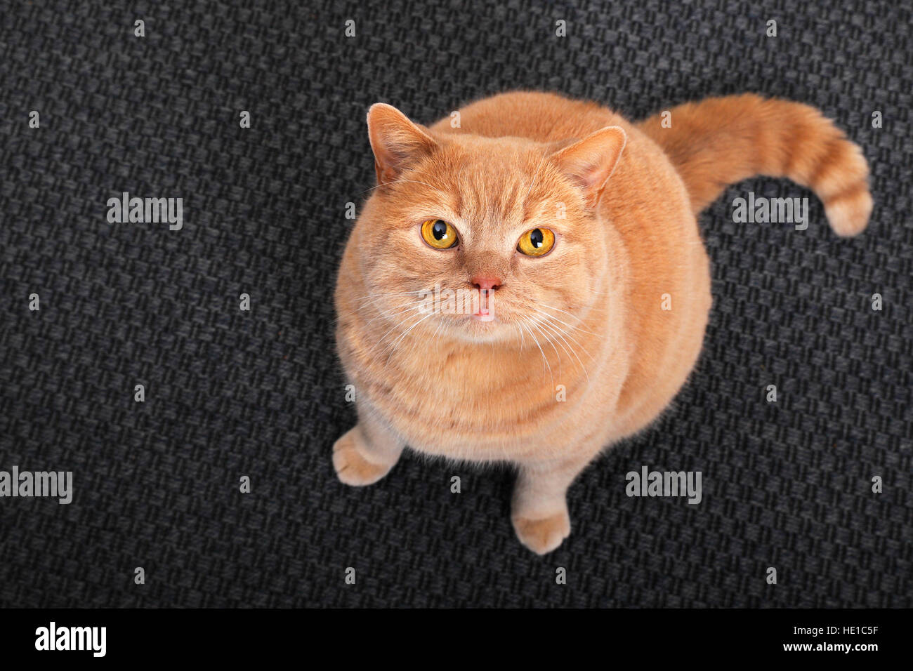 British shorthair cat sitting on carpet and looking up, Schleswig
