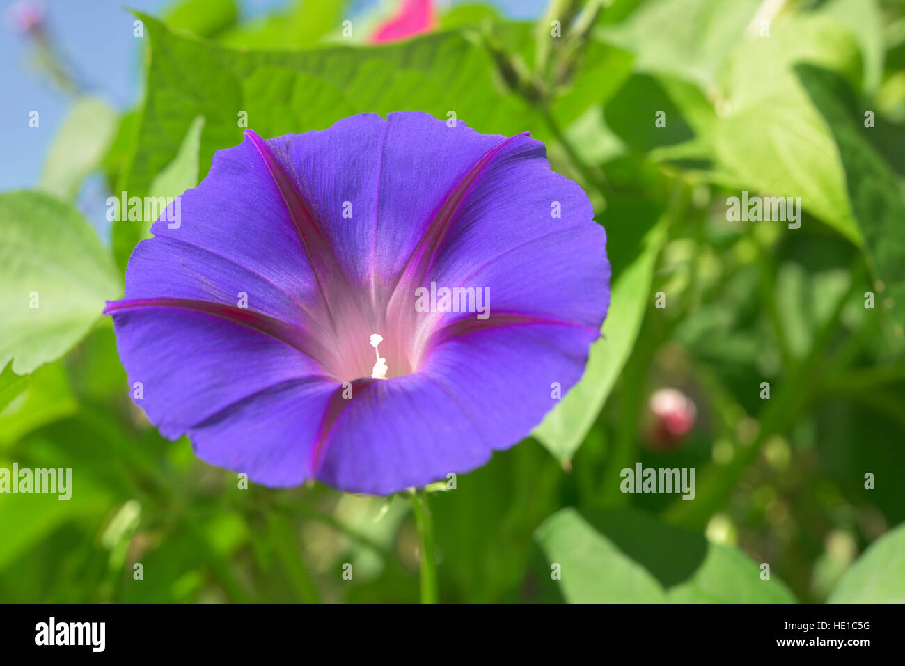 Grannyvine or morning glory (Ipomoea tricolor), Bavaria, Germany Stock Photo