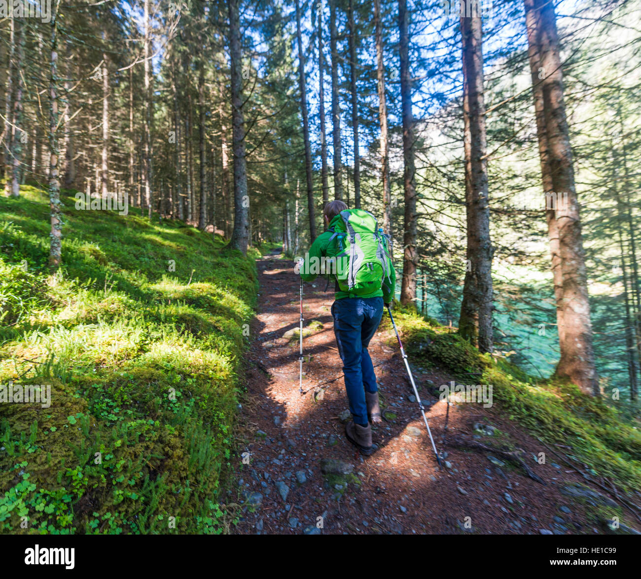 Walker on forest trail going uphill, Rohrmoos Obertal, Schladming Tauern, Schladming, Styria, Austria Stock Photo