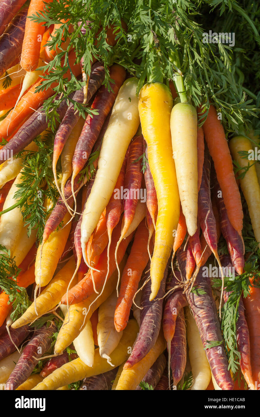 Colourful carrots, different varieties at market stall, Bremen, Germany Stock Photo Alamy