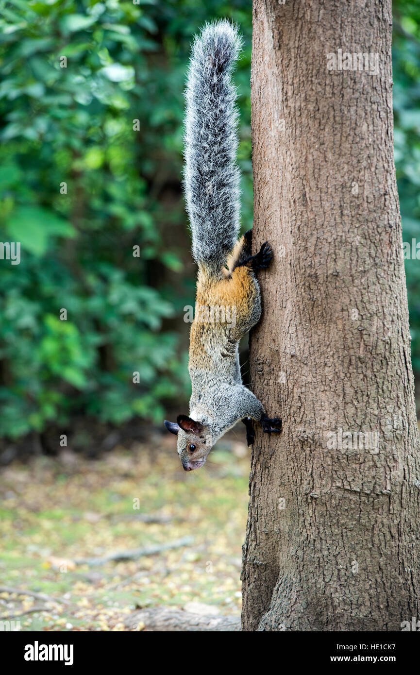 Guayaquil ecuador squirrel hires stock photography and images Alamy