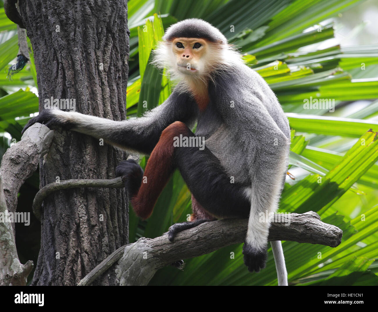 Red shanked douc monkey hi-res stock and images - Alamy