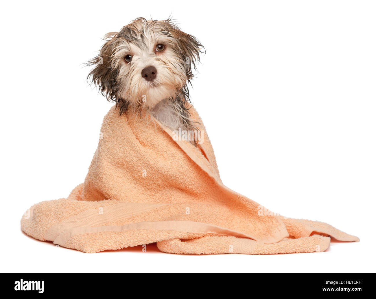 Wet chocolate havanese puppy dog after bath is dressed in a peach towel
