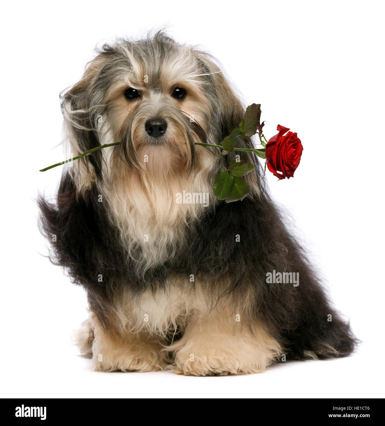 Lover tango havanese dog holding red rose in mouth Stock Photo