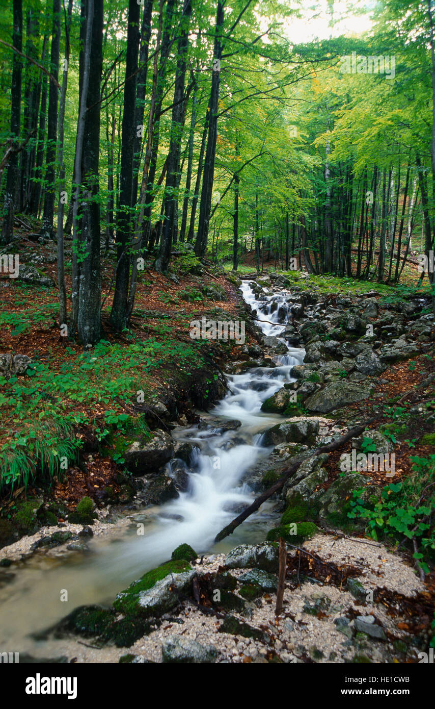 Mountain brook in Kalk Alps National Park, Upper Austria, Austria, Europe Stock Photo