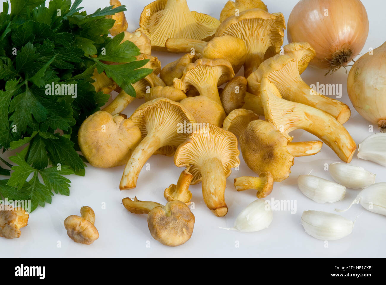 Golden Chanterelle mushrooms (Cantharellus cibarius) Stock Photo
