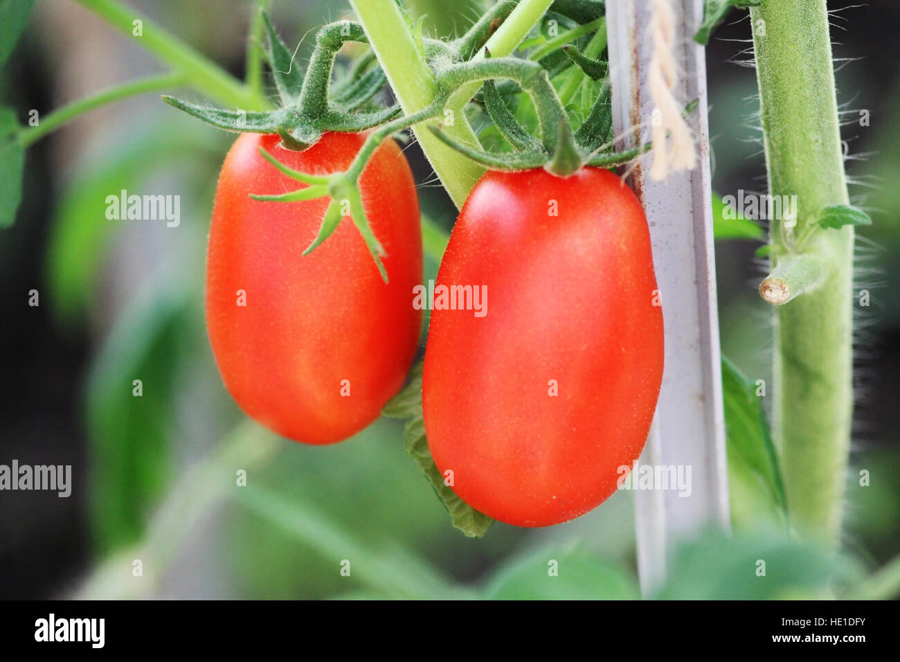 Томат москвич. Семена томат челнок. Томат челнок. Сорта томатов челнок отзывы. Томат челнок ультраранний.
