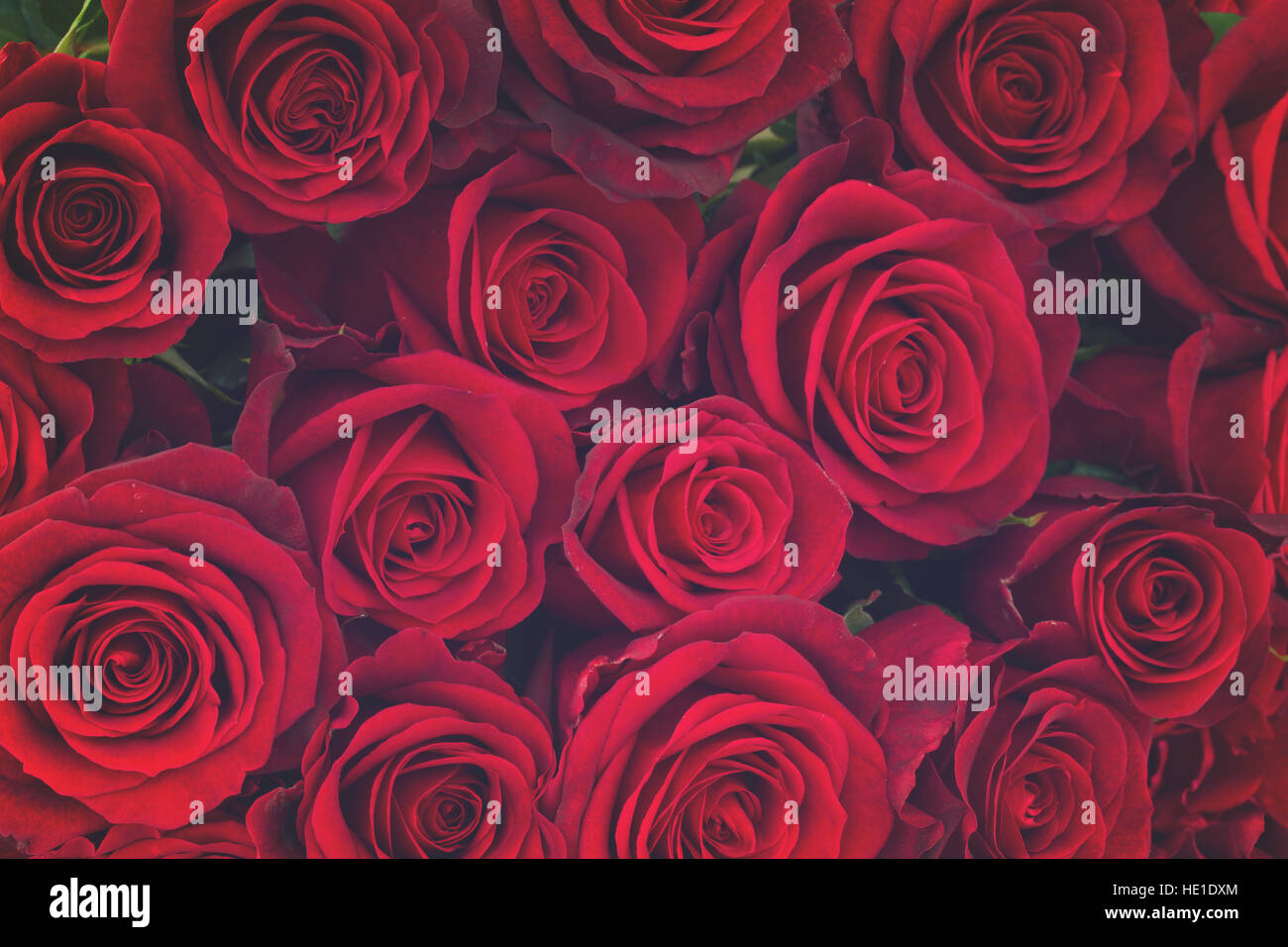 Edgy Red Roses bouquet of dark red luxury roses close up, retro toned Stock Photo - Alamy