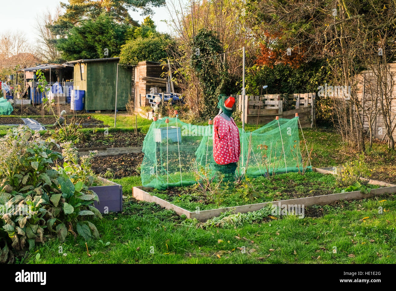 Allotments are small plots of land that you rent and cultivate yoursellf.  This plot has a modern scarecrow to fend off the birds. Stock Photo