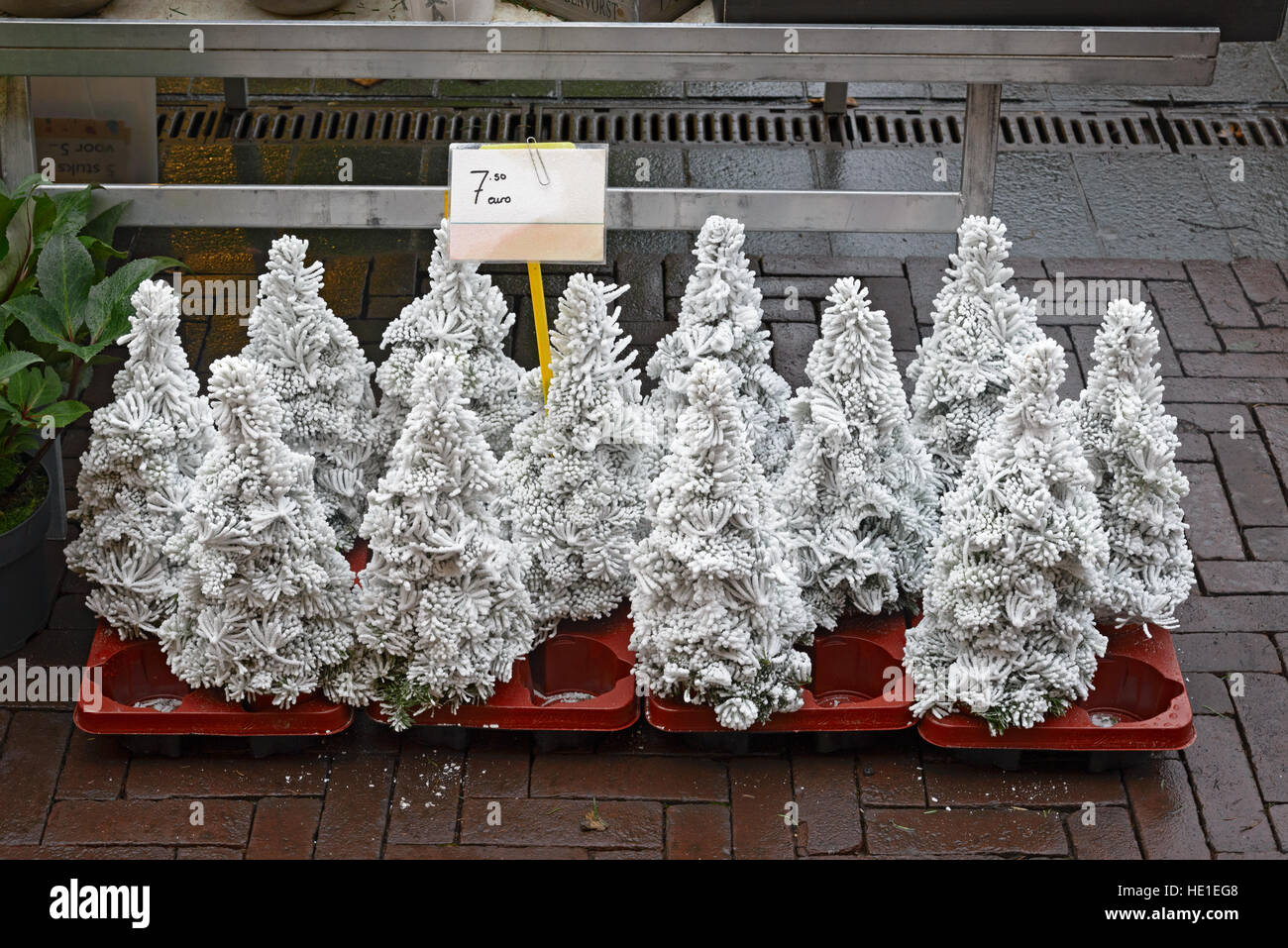 Small christmas trees covered with artificial snow for sale on a market