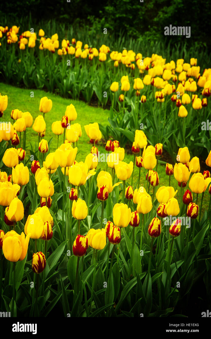 Yellow tulips Stock Photo - Alamy