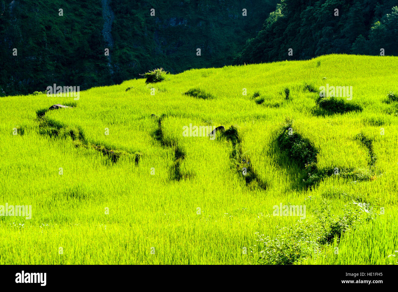 Green field fields hi-res stock photography and images - Alamy