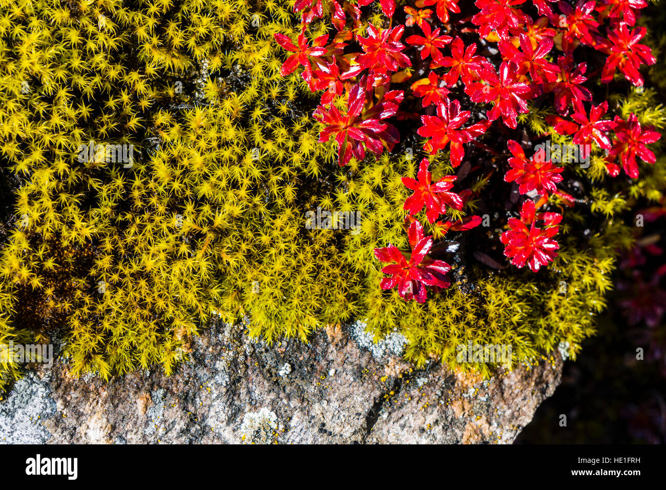 Altitude plants hires stock photography and images Alamy